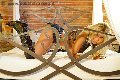 Foto Immagine Monica Kicelly Trans Parma 3245833097 - 27