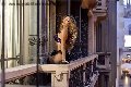 Foto Immagine Rayca Trans San Gallo 3485638746 - 256